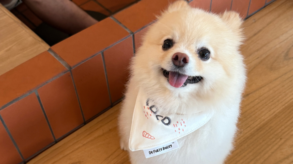 Lola Cafe Singapore - Pet Friendly